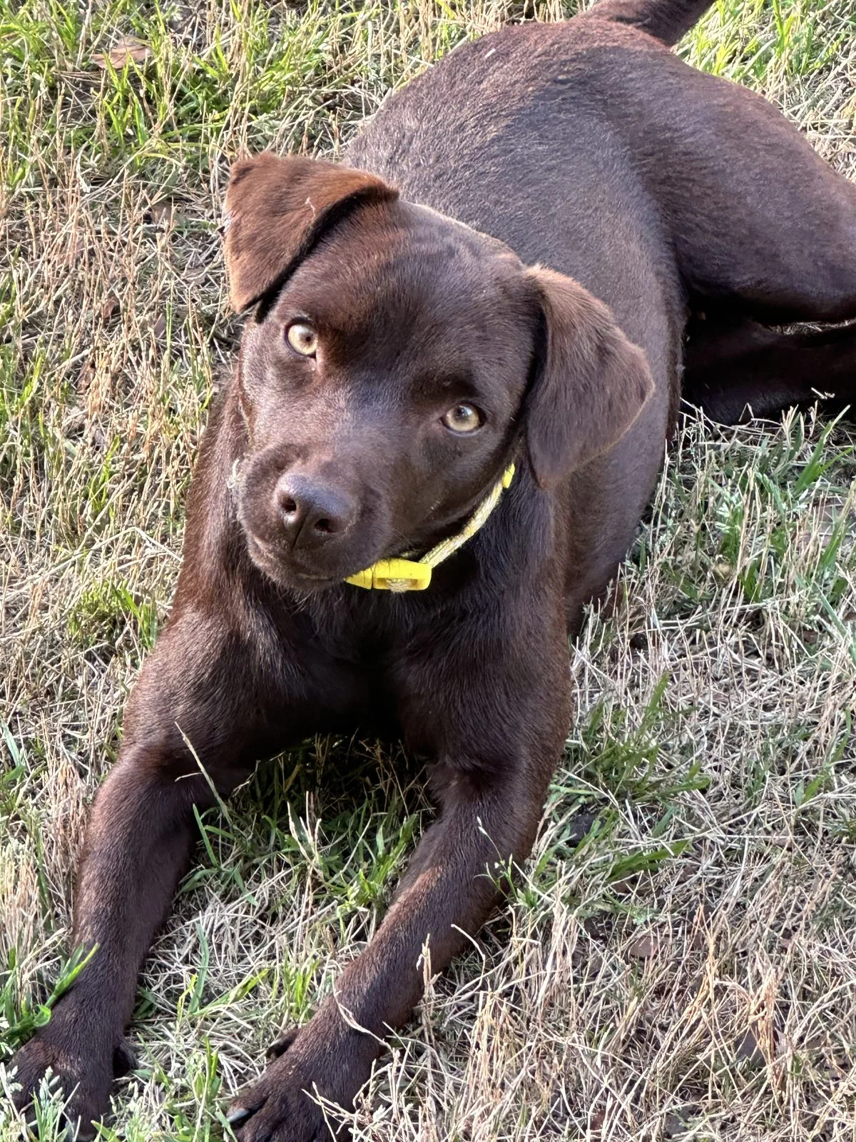 Rodent detection dog at work