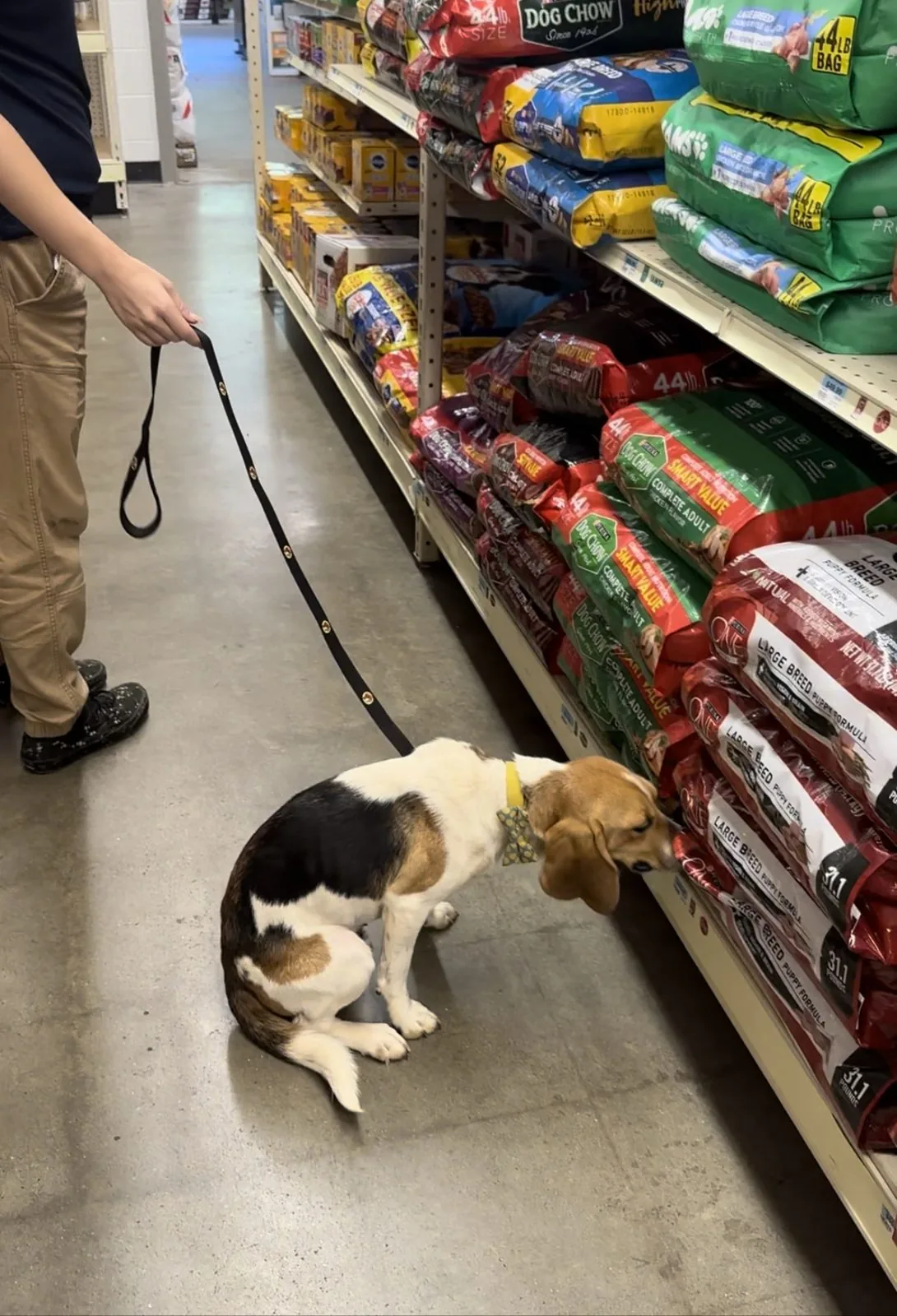 Bed bug search — retail environment