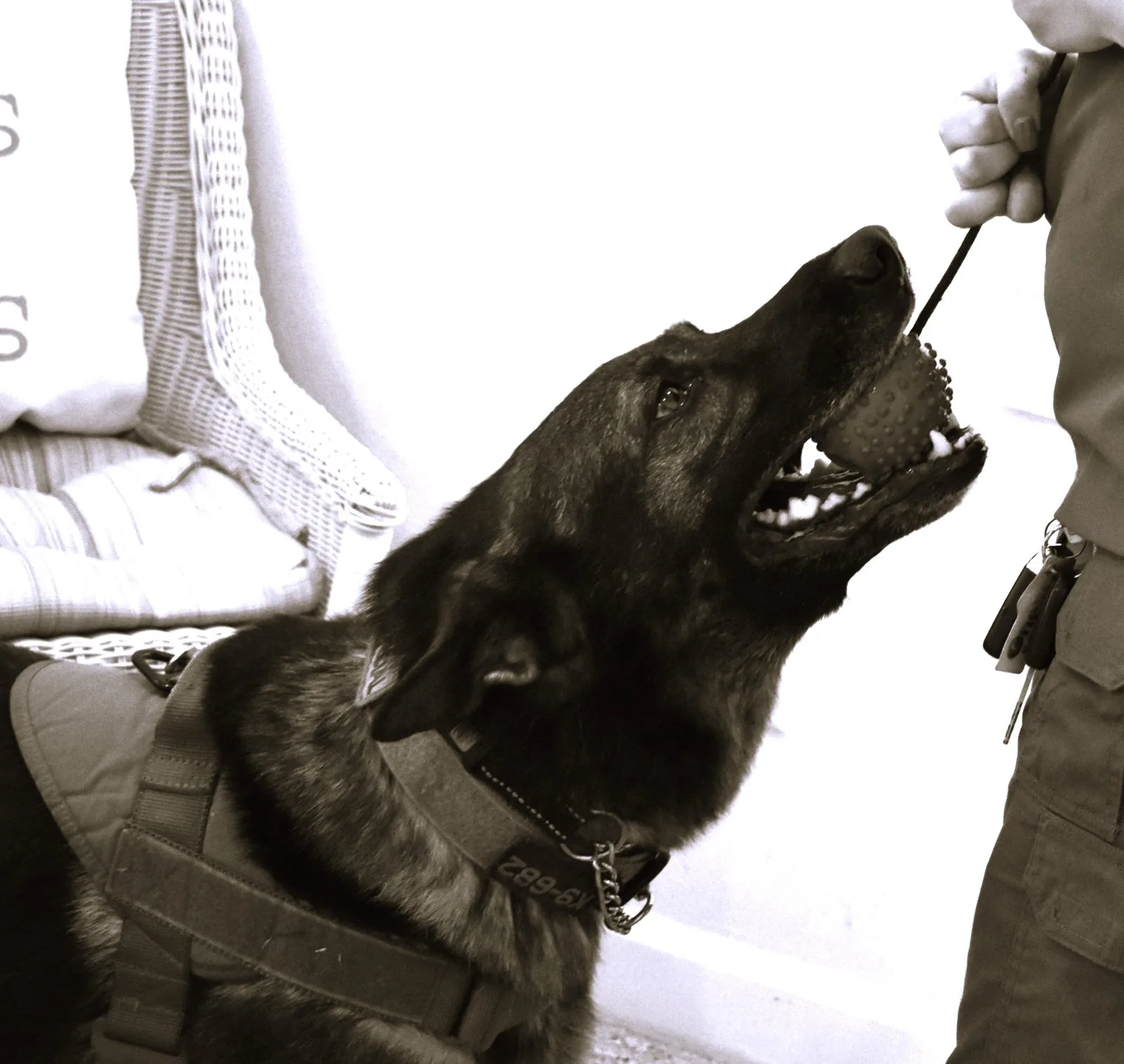 Detection dog driving to a training reward — reading the dog through the response