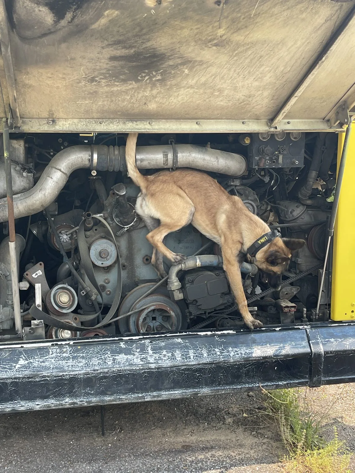 Detection dog at work