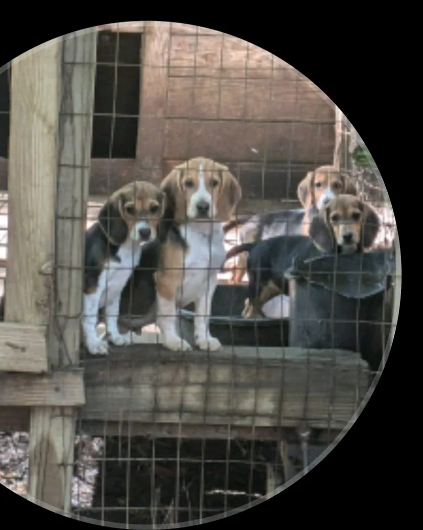 Candidate dogs come in many breeds
