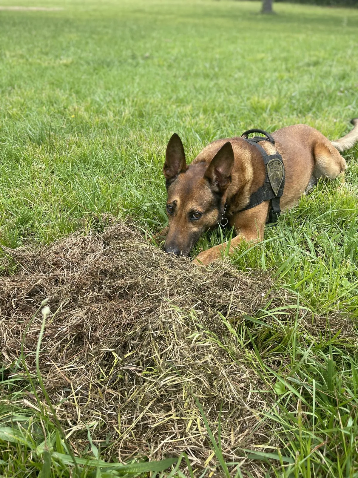 Detection dog — field training