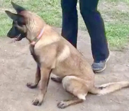 Sit-and-stare response on a training problem