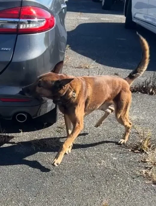 Vehicle exterior search