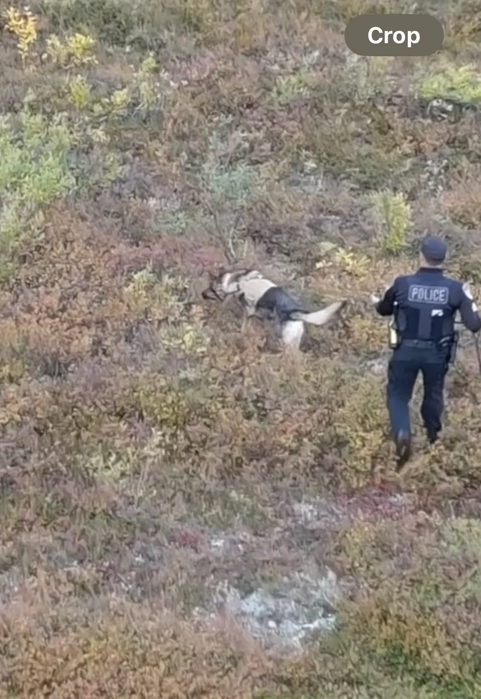 Zeus, long track in Alaska - video still